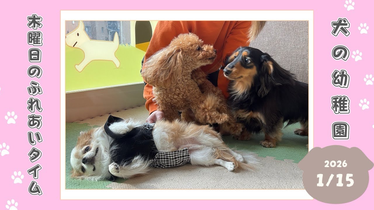 【犬の幼稚園】わんわんようちえん　木曜日のふれあいタイム