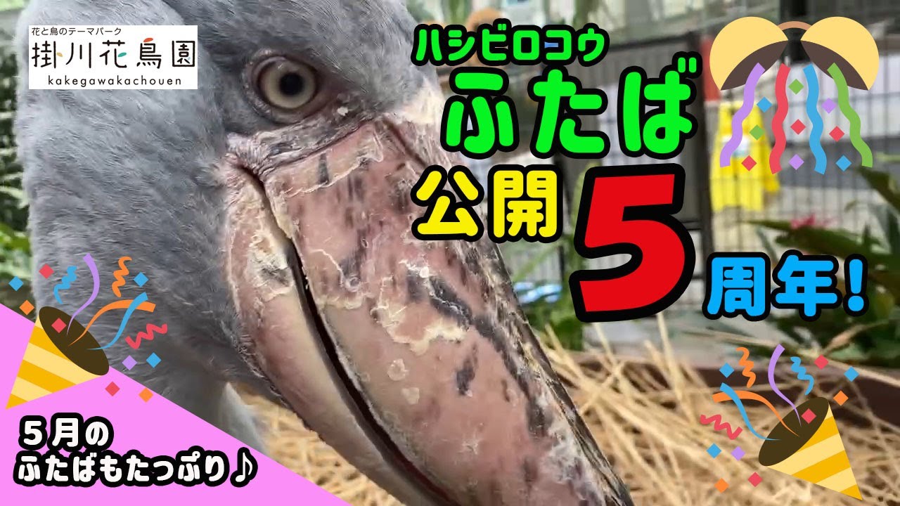5月のふたばもたっぷり♪　ハシビロコウ「ふたば」公開5周年【掛川花鳥園公式】