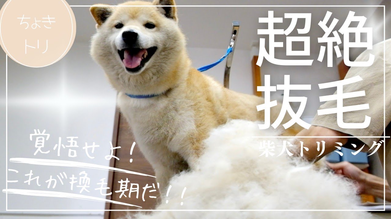 【覚悟せよ！】これが柴犬の換毛期だ！！