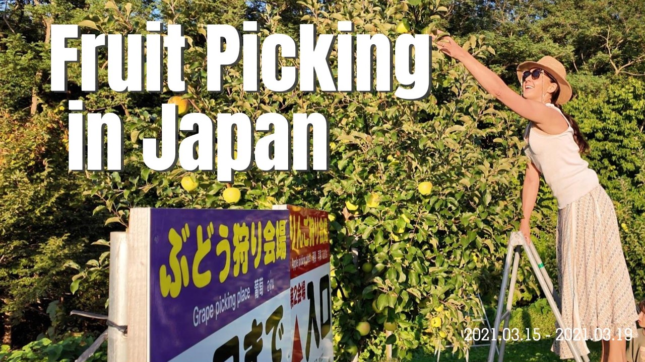 Escaping the Summer Heat: Fruit Picking in Yoichi, Hokkaido 🍓