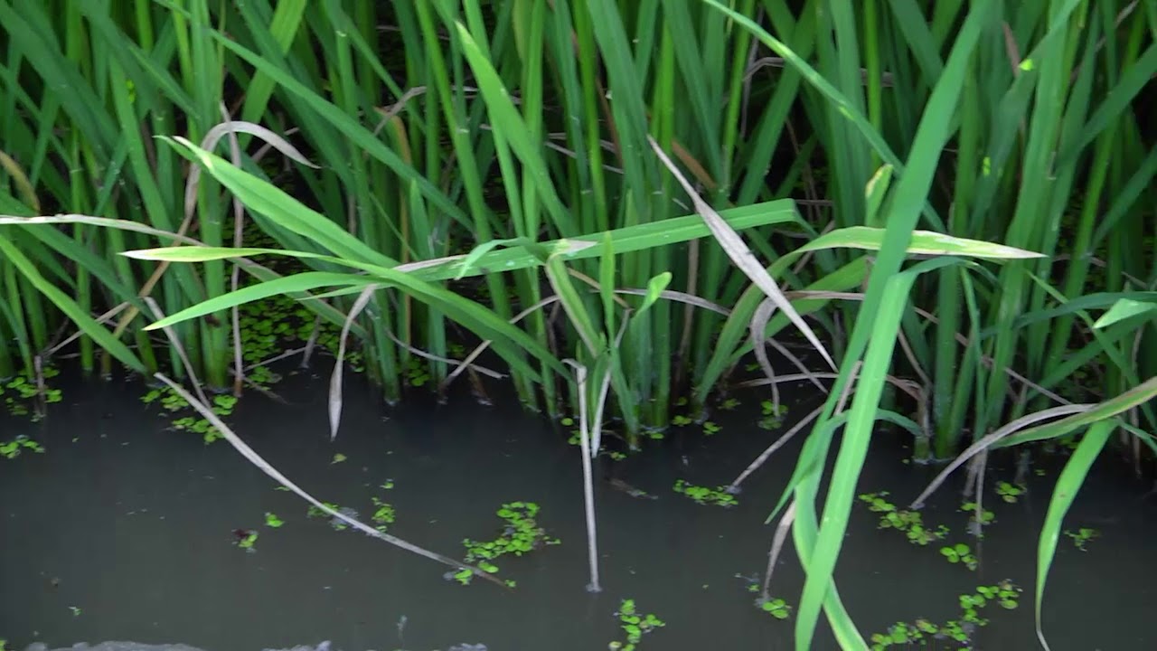 ဆစ်ပိုးကာကွယ်နှိမ်နင်းနည်း