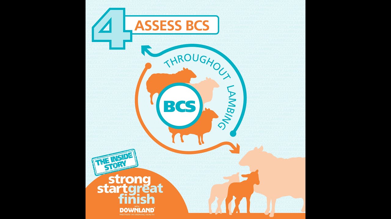 5 Steps to Lambing Success - Step 4 Assess BCS