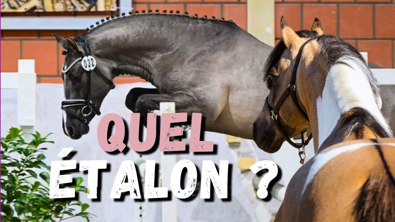 JE CHOISIS L'ÉTALON POUR VOTRE JUMENT ep.7