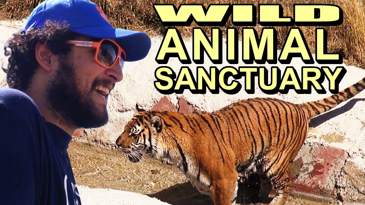 Wild Animal Sanctuary