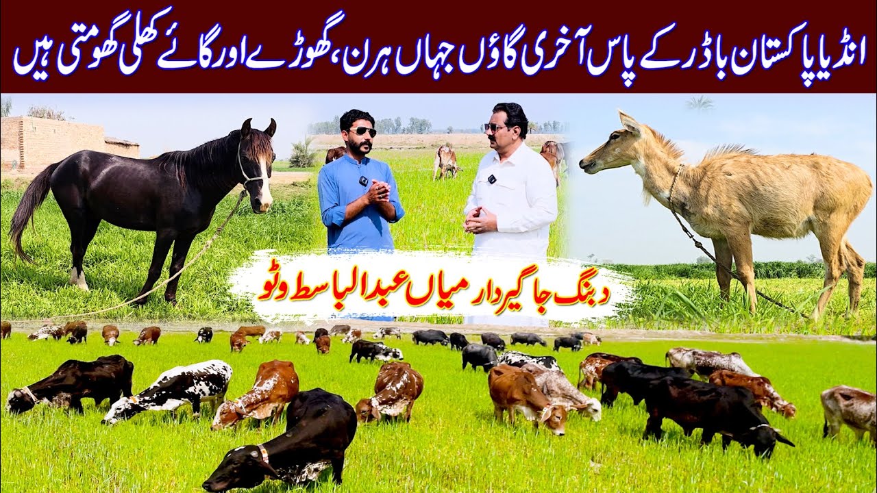 Mian abdulbasit watto farming cow | Cow farming | Cholistani cow farming | high milking cholistani 