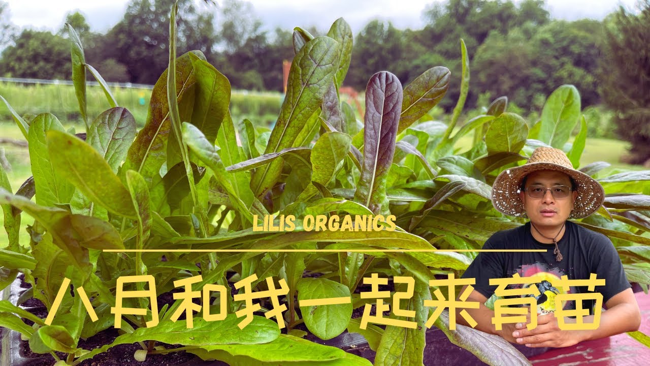 八月和我一起来育苗，哪些菜适合秋季育苗移栽，育苗移栽的关键步骤展示｜白菜，甘蓝，芥菜，莴苣，茼蒿，甜菜，葱，芹菜，茴香，香菜 