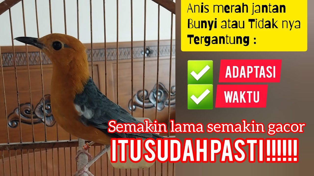 Anis merah untuk mau bunyi tergantung pada ADAPTASI / WAKTU! MASIH BANYAK YANG BELUM MEMAHAMINYA!!!