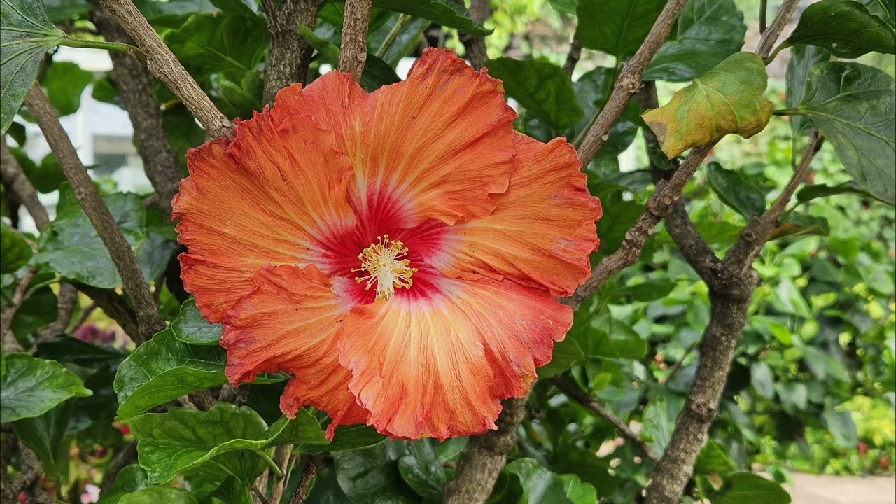 Marella Voyager Day 6 Madeira Botanical Gardens