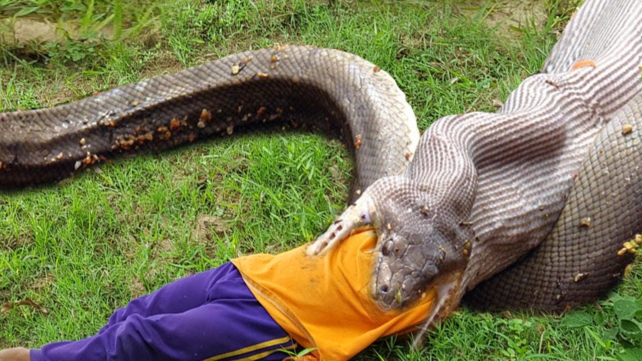 Primitive Technology: wow! two Brothers Catch the Big Snake
