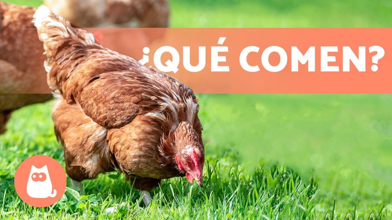 𝗔𝗟𝗜𝗠𝗘𝗡𝗧𝗔𝗖𝗜𝗢́𝗡 𝗱𝗲 𝗹𝗮𝘀 𝗚𝗔𝗟𝗟𝗜𝗡𝗔𝗦 - &iquest;Qu&eacute; Comen las Gallinas?