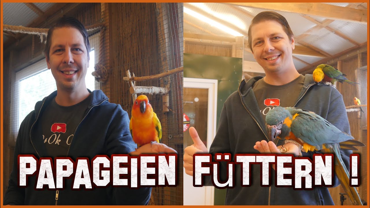 Sie kommen auf die HAND! | Papugarnia Papageien und Vogel Auffangstation | Polen | vlog