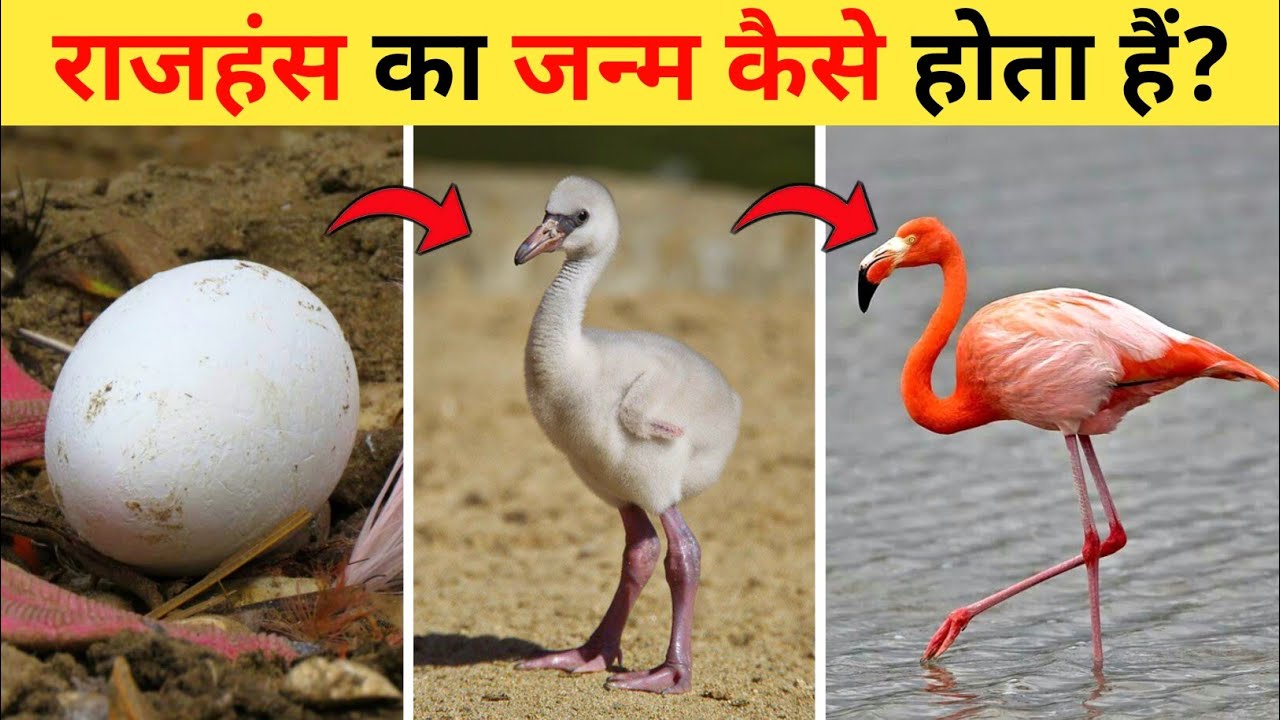 राजहंस का जीवन चक्र | Flamingo Life Cycle Video | Life Cycle Of Flamingo In Hindi | Rajhans Ka Janm