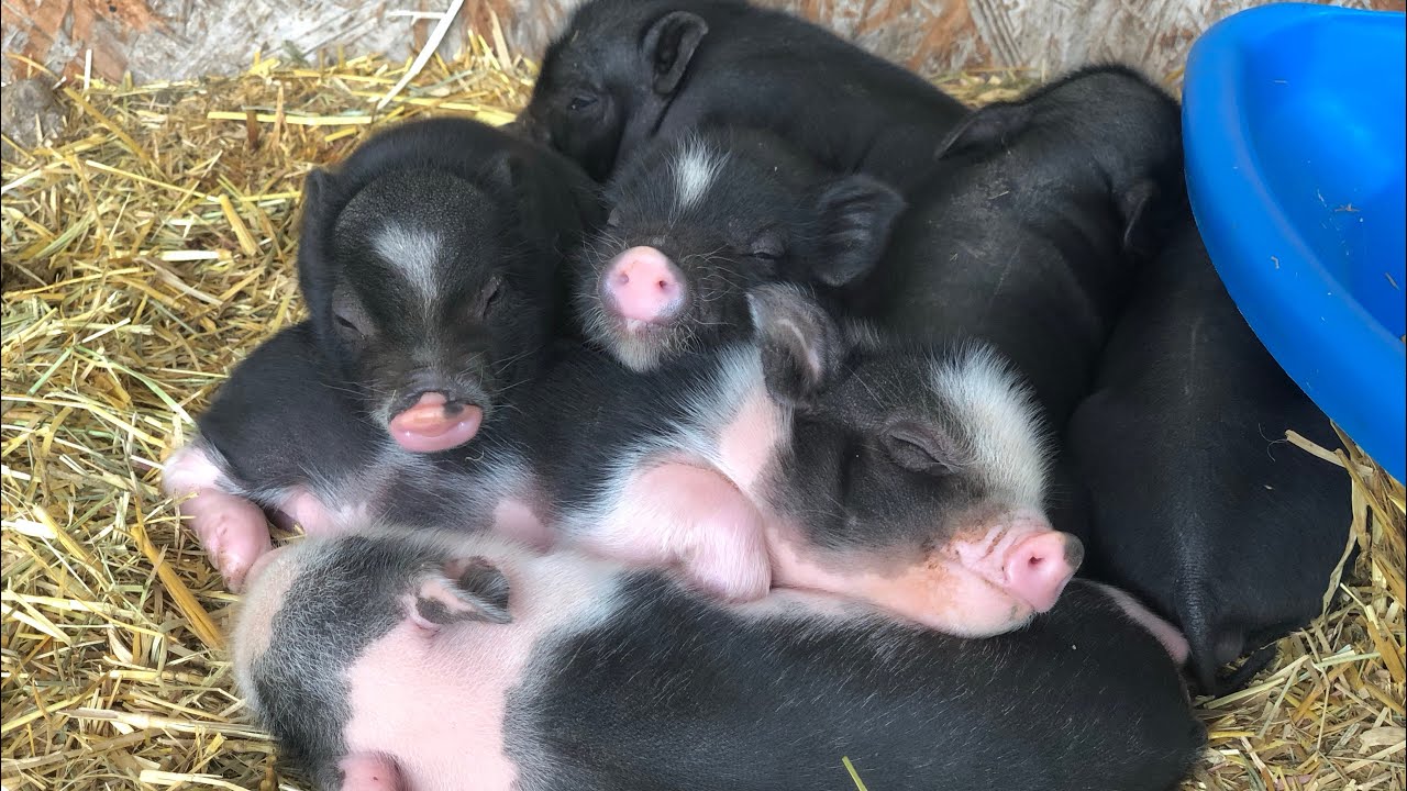 Name reveal for the new piglets 🐽