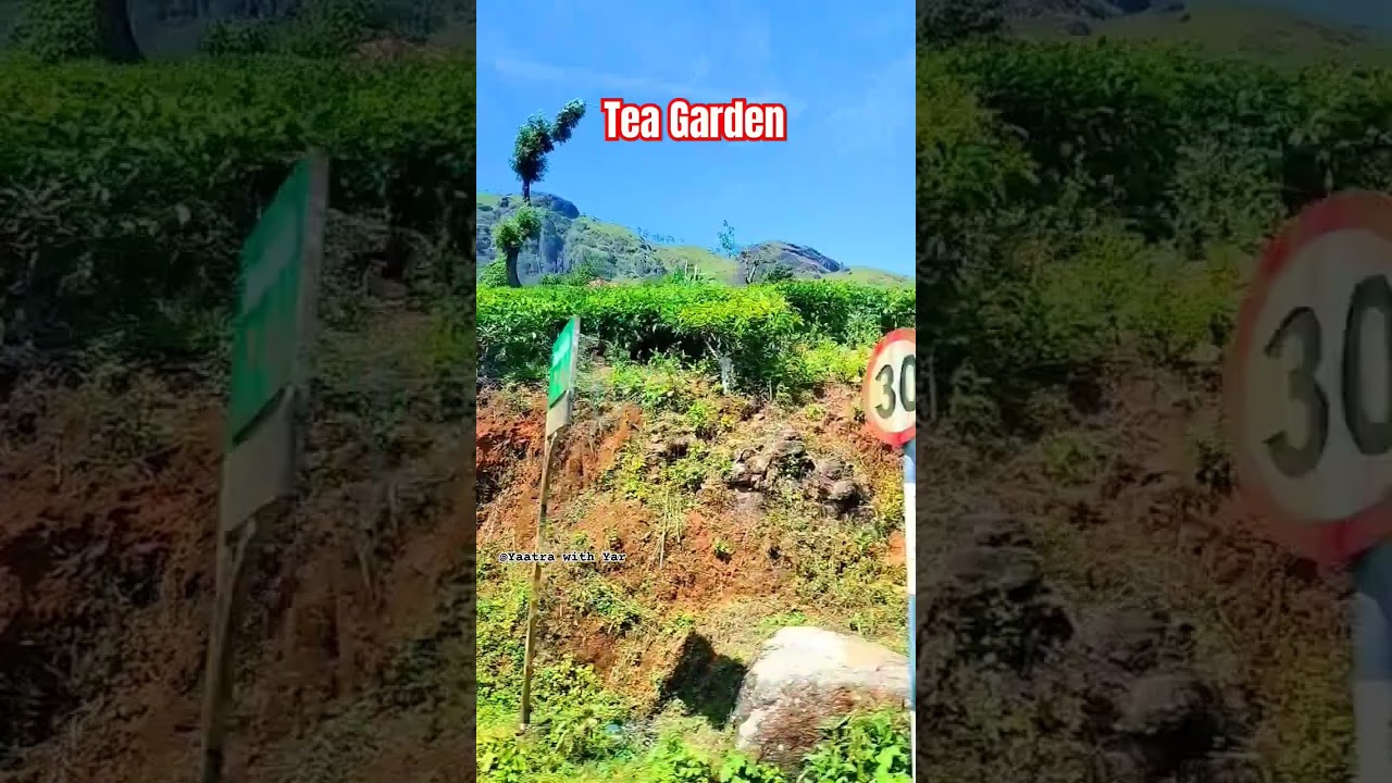 Kerala ☕ Tea Garden Roadtrip #kerala #teagardens  #keralaroadtrip