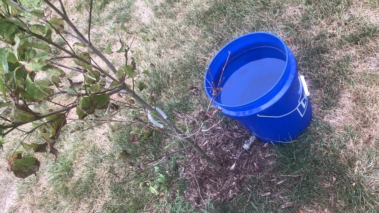 Tree Watering Solution