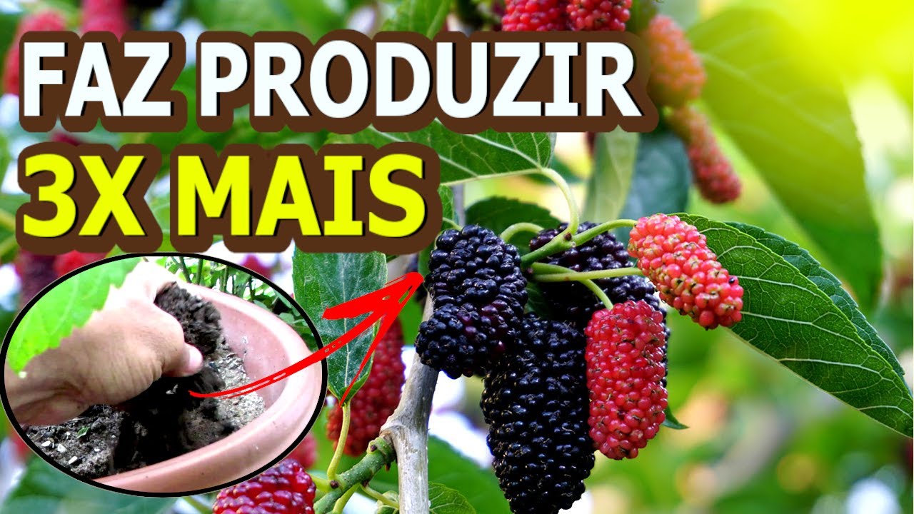 Que adubo usar para amoreira em vaso?