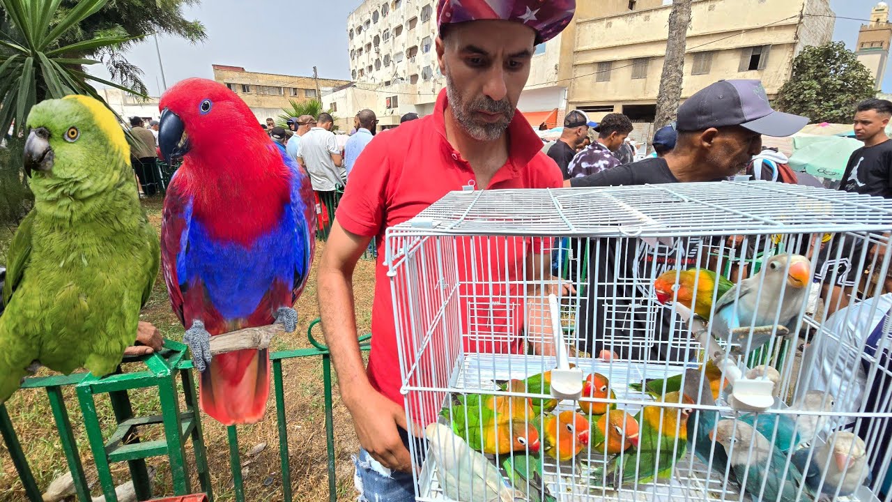 سوق القريعة🔥أجيو نتولعو ونتعرفو على أتمنة مختلف أنواع الطيور ببغاوات مميزاتها مع سفيان فرجة ممتعة