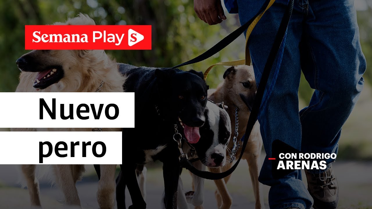 Consejos para que un perro acepte a otro fácilmente | Rodrigo Arenas