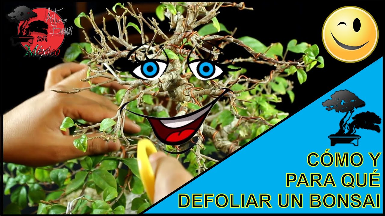 Cómo y para qué DEFOLIAR UN BONSAI | BUGAMBILIA