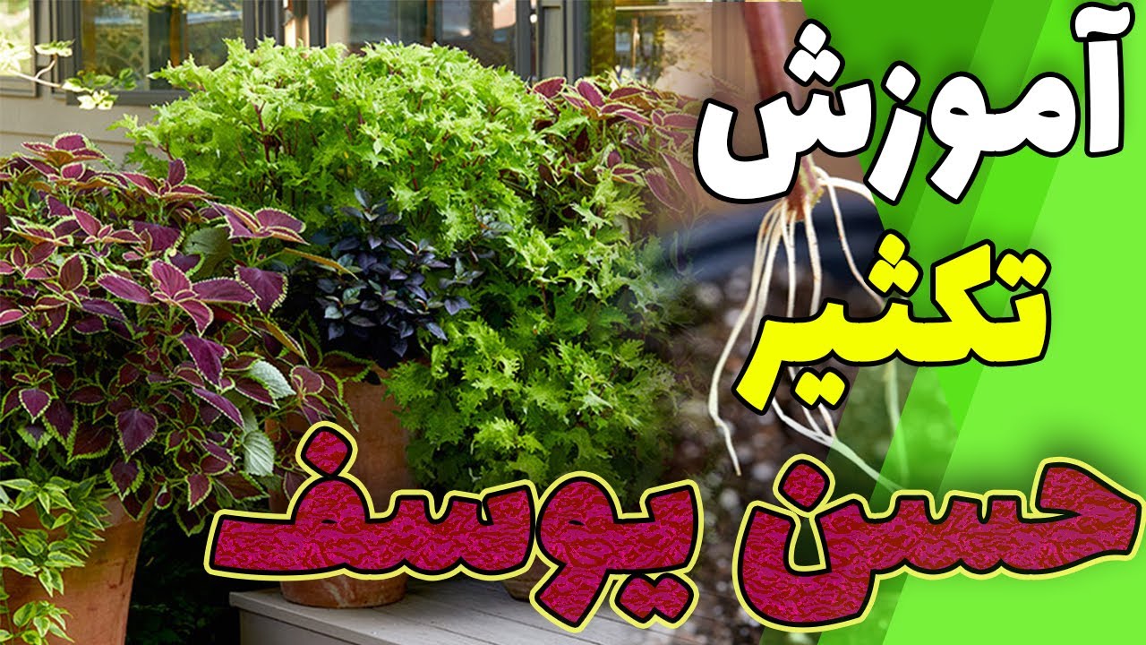 آموزش تکثیر گیاه حسن یوسف✅همه چیز درباره قلمه زدن حسن یوسف