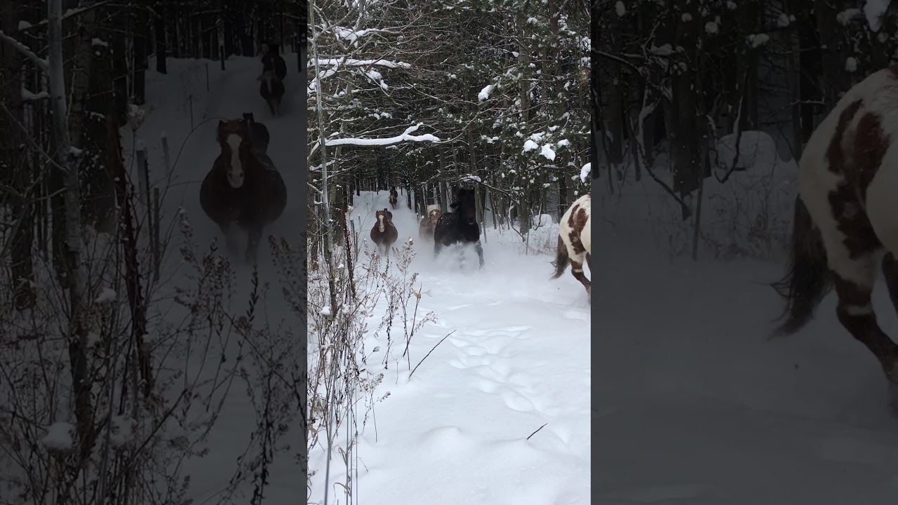 Winter Horse Run