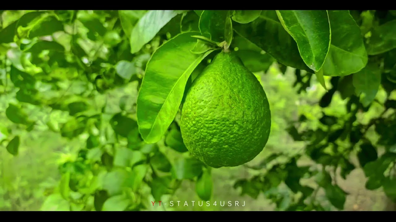 Into The Nature - Cinematic Travel Video | THE FOREST  | Cinematic short film / Nature B-roll