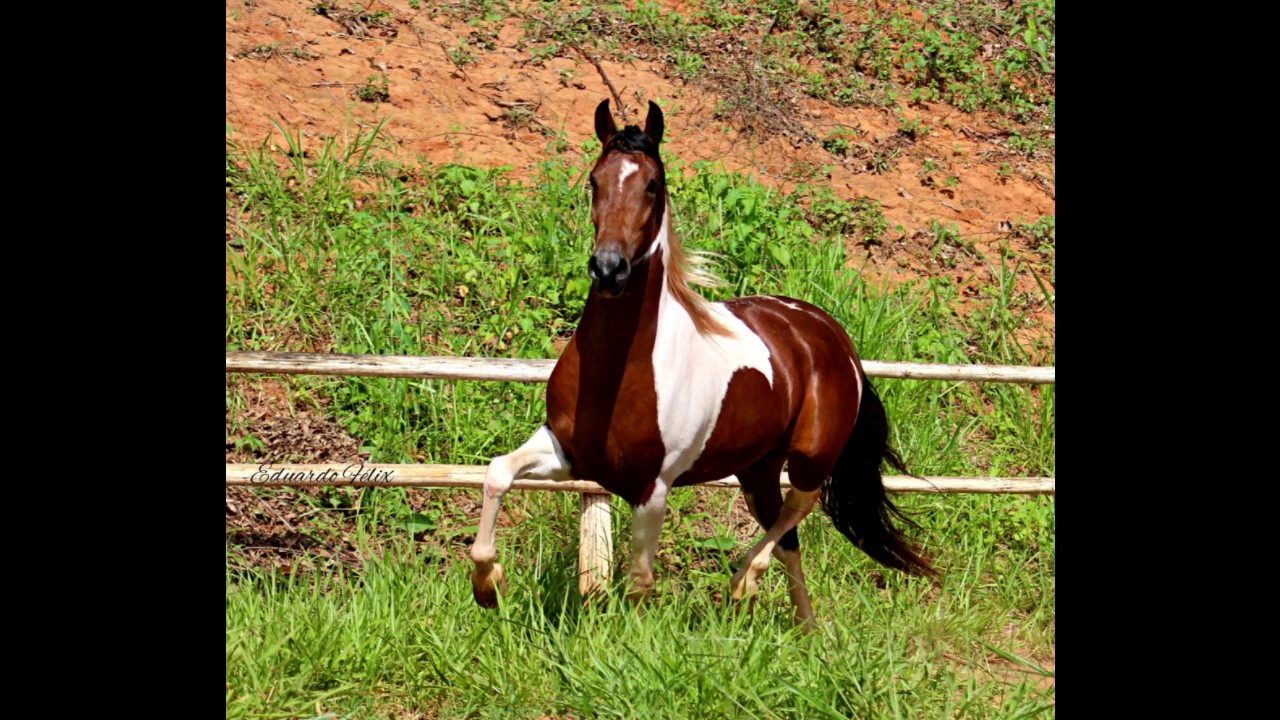 Kaiaque do Recreio