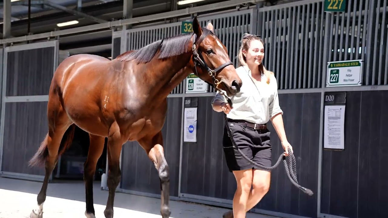 Lot 121 2026 Perth Magic Millions: Gingerbread Man x Amalfi Lass