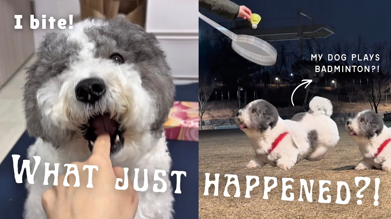 He Was So Happy… Then This Happened | He can play Badminton? Haircut & bath day 🛁