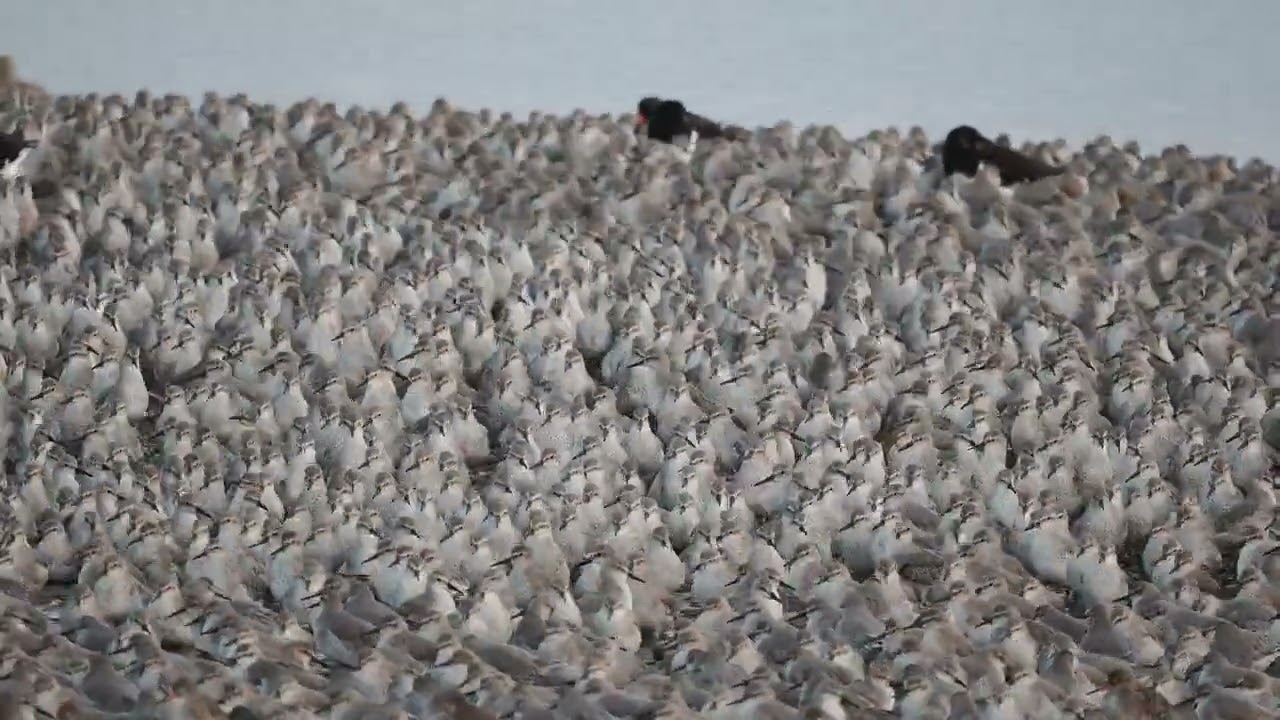 RSPB Snettisham High Tide Knot Roost October 2025
