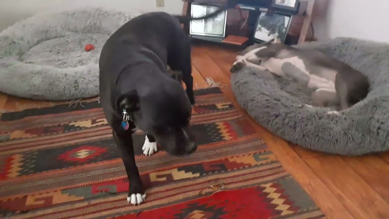 Gypsy n Raine ❤️🐾, discussing Olympic hockey, USA vs Canada