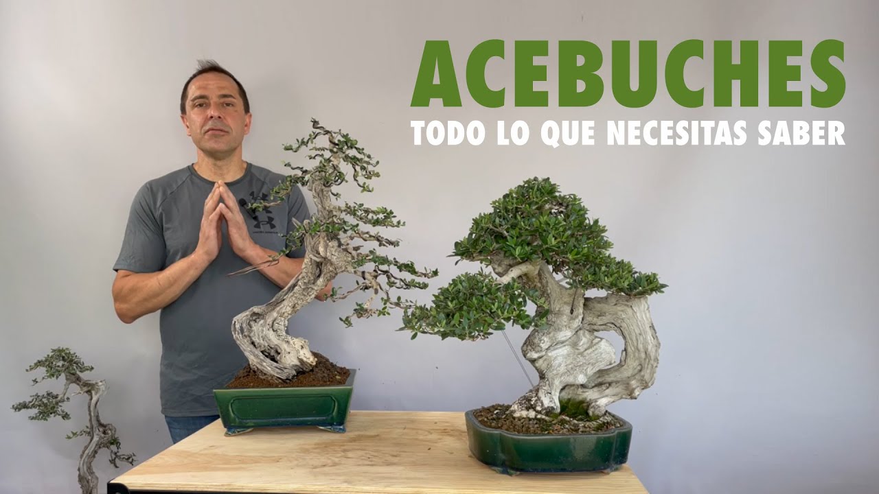Acebuches - Todo lo que necesitas saber