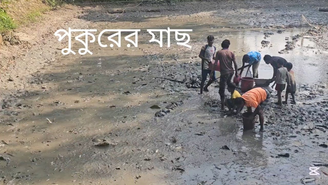 রমজানের শুরুতে গ্রামের পুরাতন পুকুর সেচে মাছ ধরা | Village Pond Fishing in Ramadan
