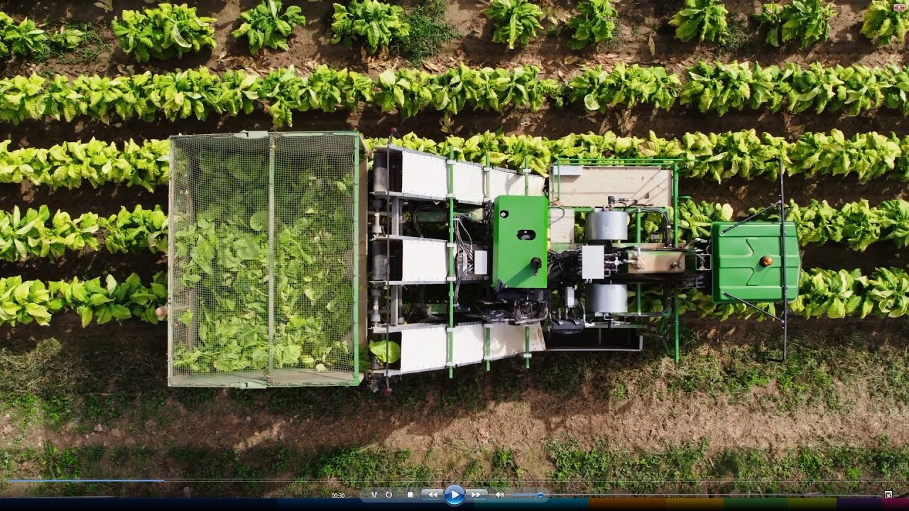 Tobacco production in Croatia