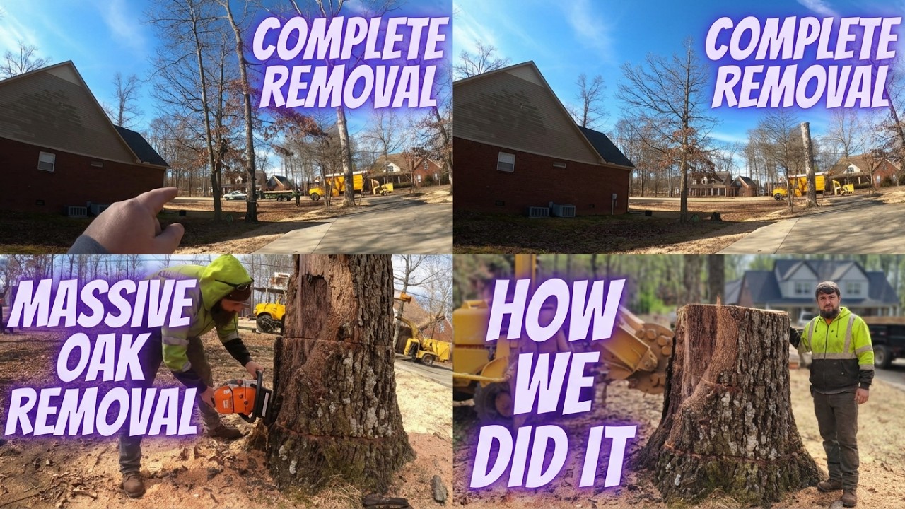 Removal of Two Oak Trees and the Tree Stumps Together