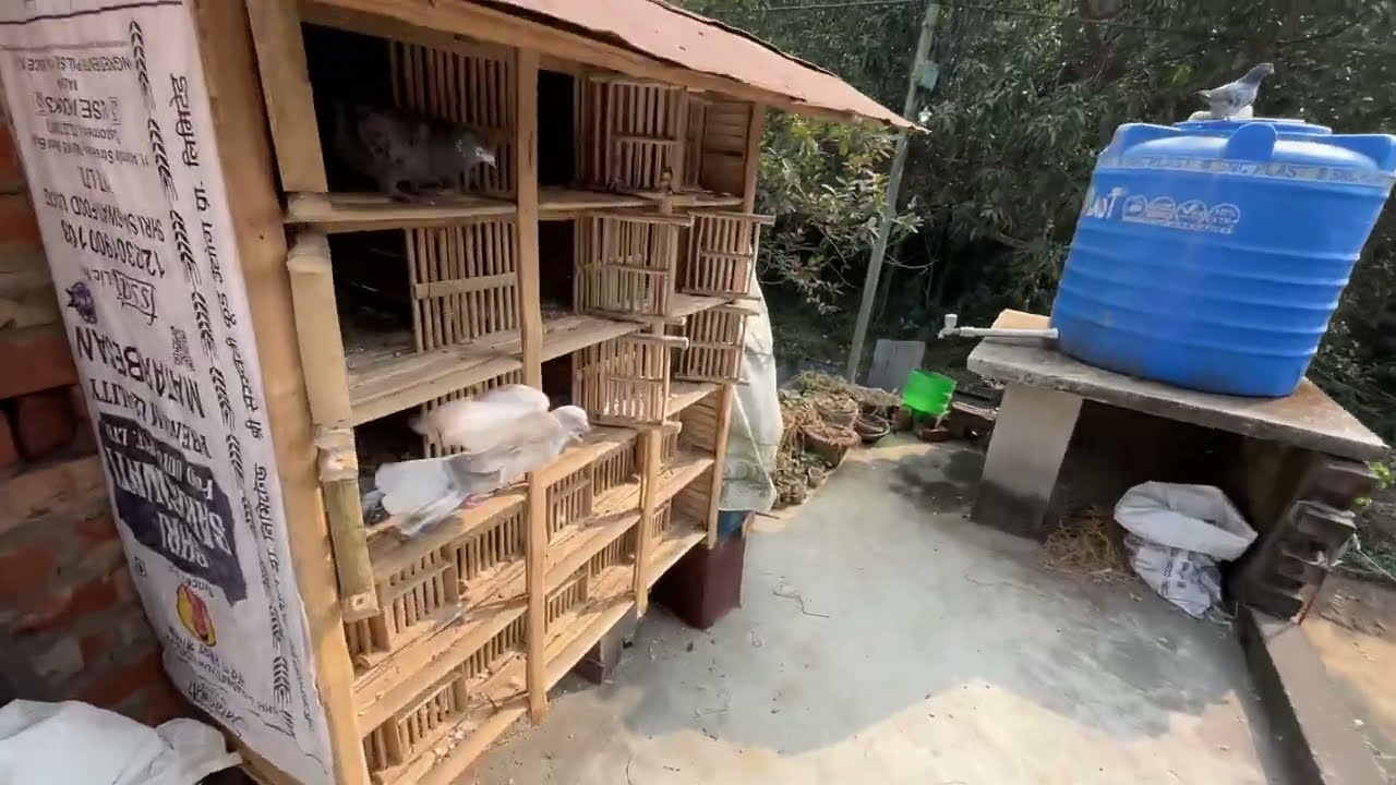 নতুন পায়রা উরে গেলো 🕊️😲🧿#montuvolg #newpost #pigeon #kabootar #villa #viralvideo #videos #tranding