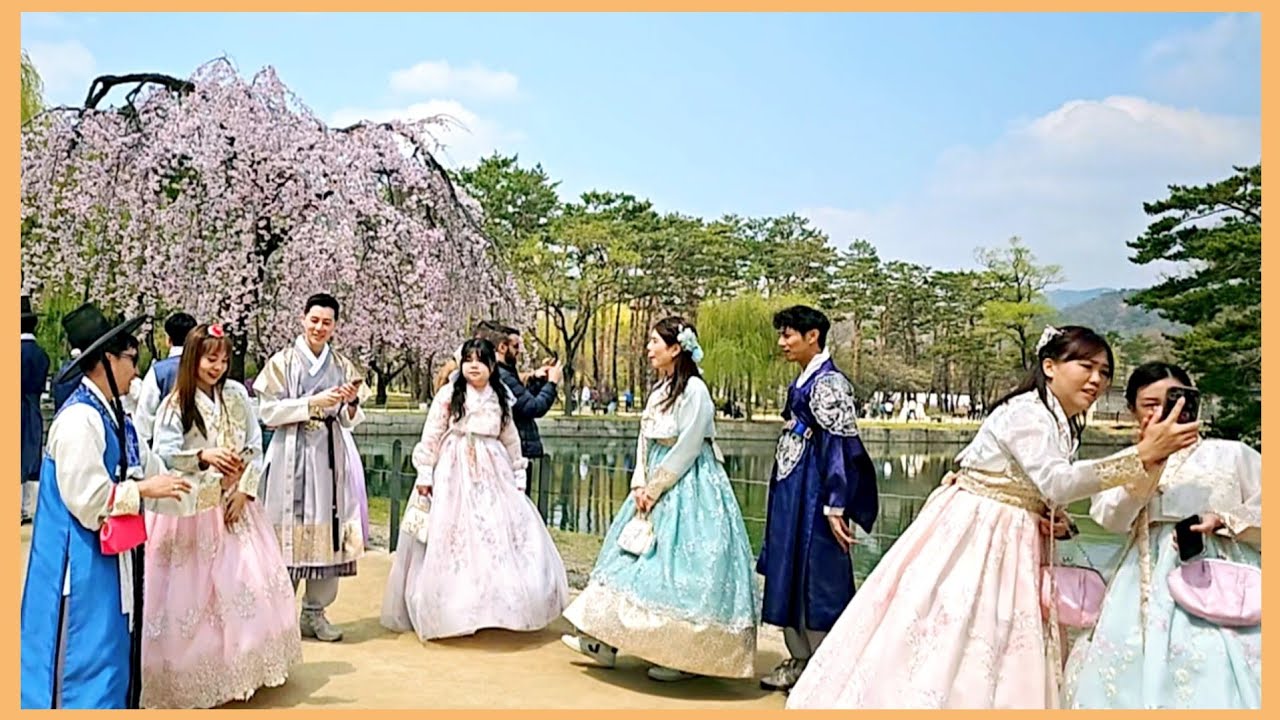 경복궁 경회루 활짝 핀 수양벚꽃과 한복 입은 외국인들
