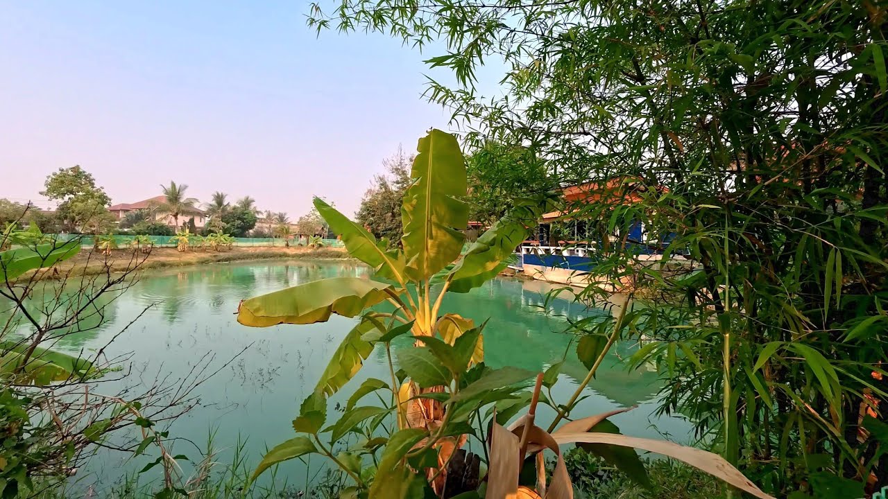 Picking tropical fruit in Laos