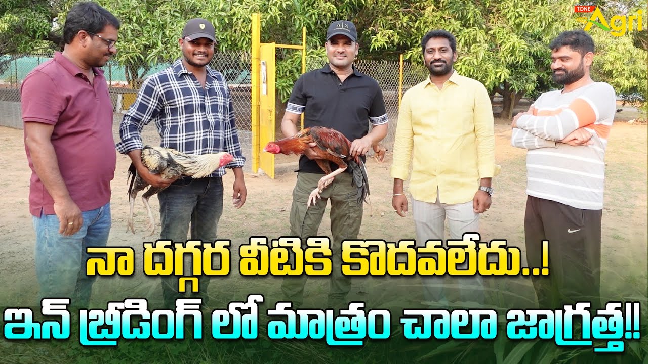 Pandem Punju Breeding Guide | నా దగ్గర వీటికి కొదవలేదు..! ఇన్ బ్రీడింగ్‌లో మాత్రం... Tone Agri
