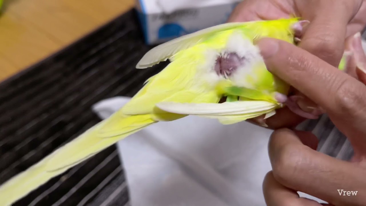 セキセイインコの卵詰まり応急処置
