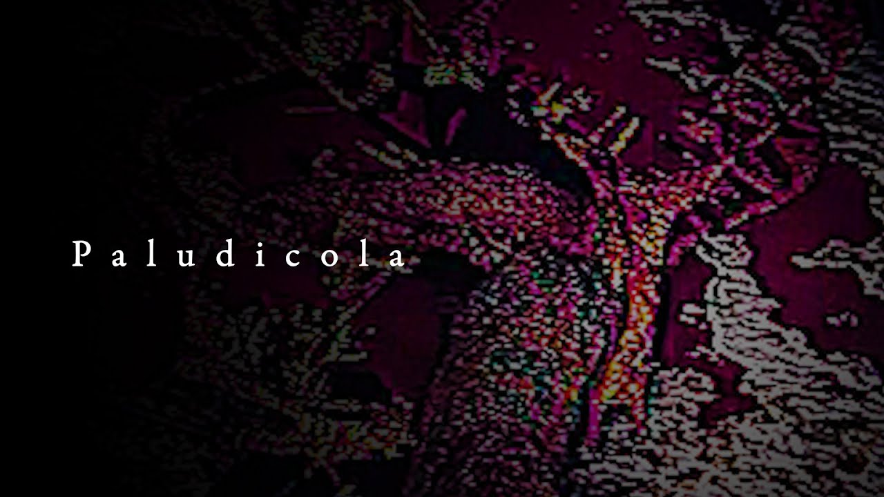 Paludicola