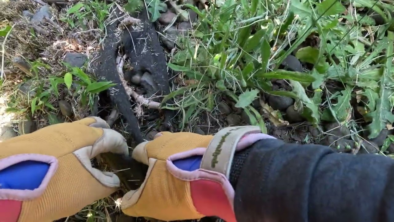 The Dandelion Patch #3 - Hand Weeding