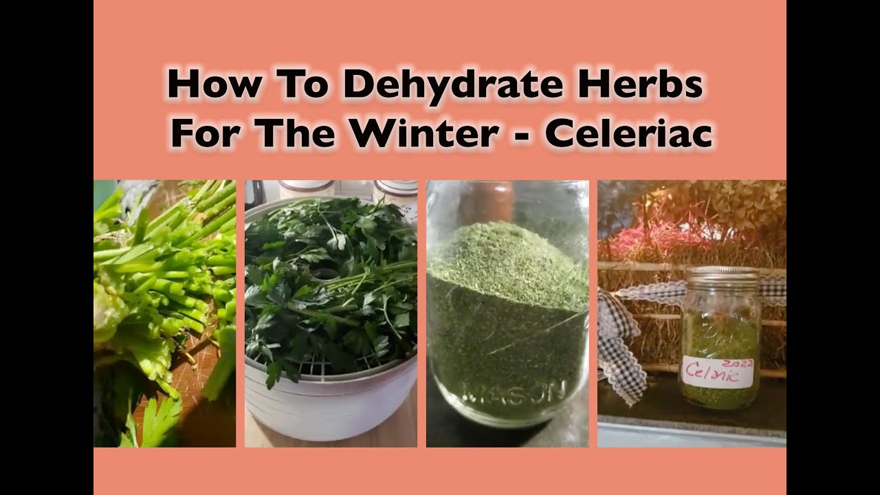 How To Dehydrate Herbs For The Winter - Celeriac