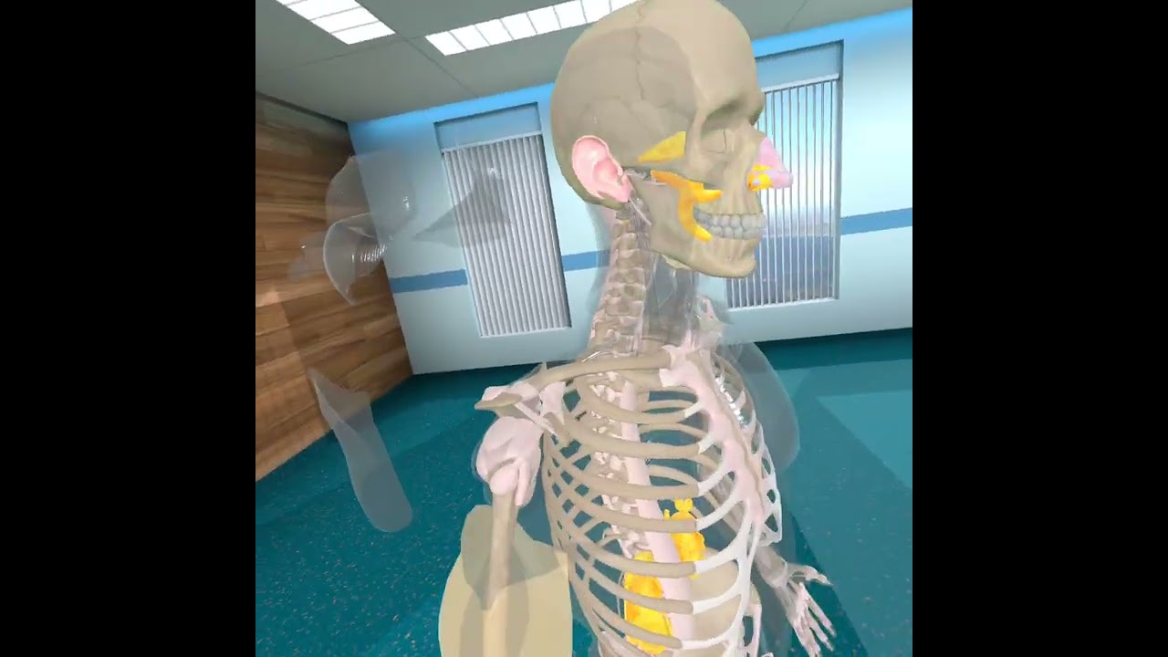 Important shoulder joints for movement and ligaments 