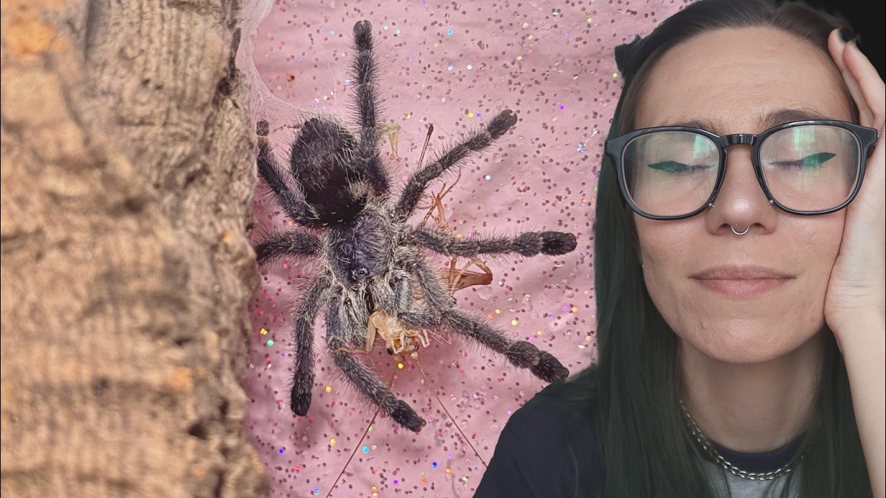 Are you keeping your Pinktoe WRONG or just DIFFERENT? Where 