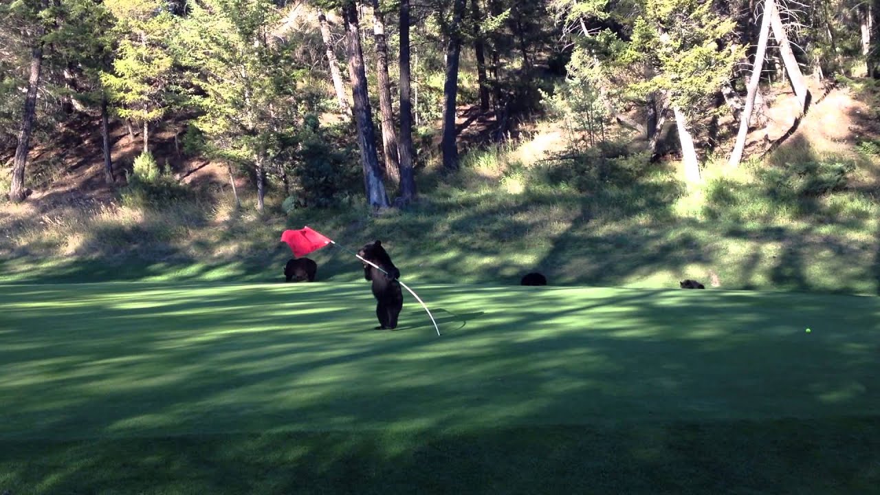 Baby Bear Circus Act on Golf Course - At Fairmont Hot Springs Resort, BC