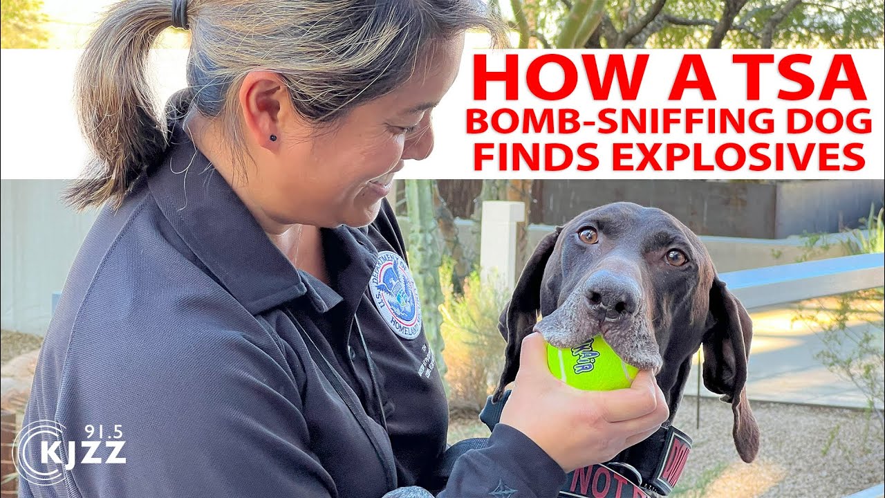 TSA demonstrates how a bomb-sniffing dog detects explosive material