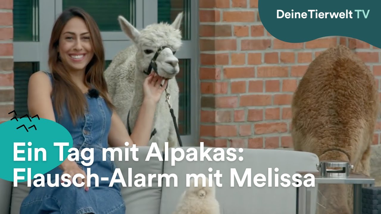 Ein Tag mit Alpakas: Flausch-Alarm mit Melissa Khalaj