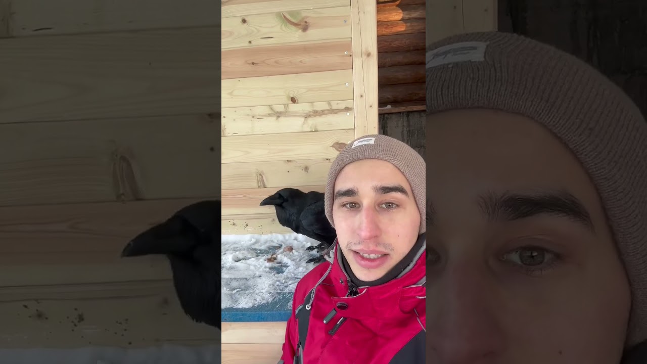 Как ворон открывает орехи #animal #raven #aboutbirds #воронгоша