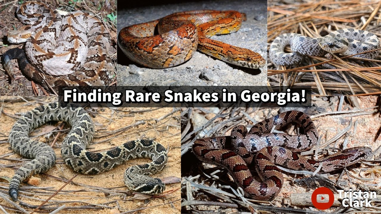 Finding Rare Snakes in Georgia! Baby Eastern Diamondback Rattlesnake, Mole Kingsnake and Much More!